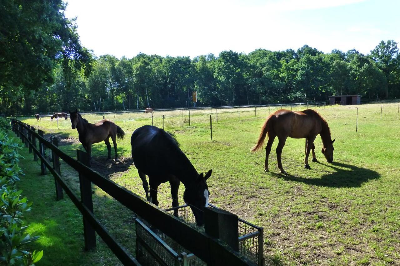 Grosse Ferienwohnung, Auf Bauernhof Mit Ponys Und Pferden, Laendlich Und Ruhig, Naehe Duemmer See Holdorf Exterior foto
